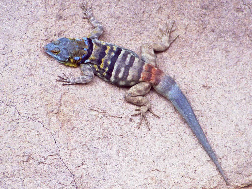 rock lizard buggy