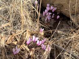 Image of Cyclamen graecum Link