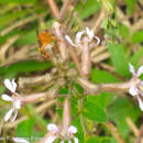 Image of Trigona chanchamayoensis Schwarz 1948