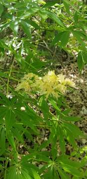 Imagem de Aesculus glabra var. arguta (Raf.) B. L. Robins.