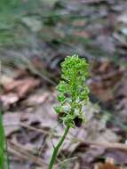 Image of Bayard's adder's-mouth orchid