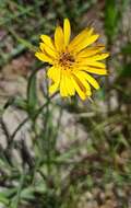 Image of Tragopogon pratensis subsp. pratensis