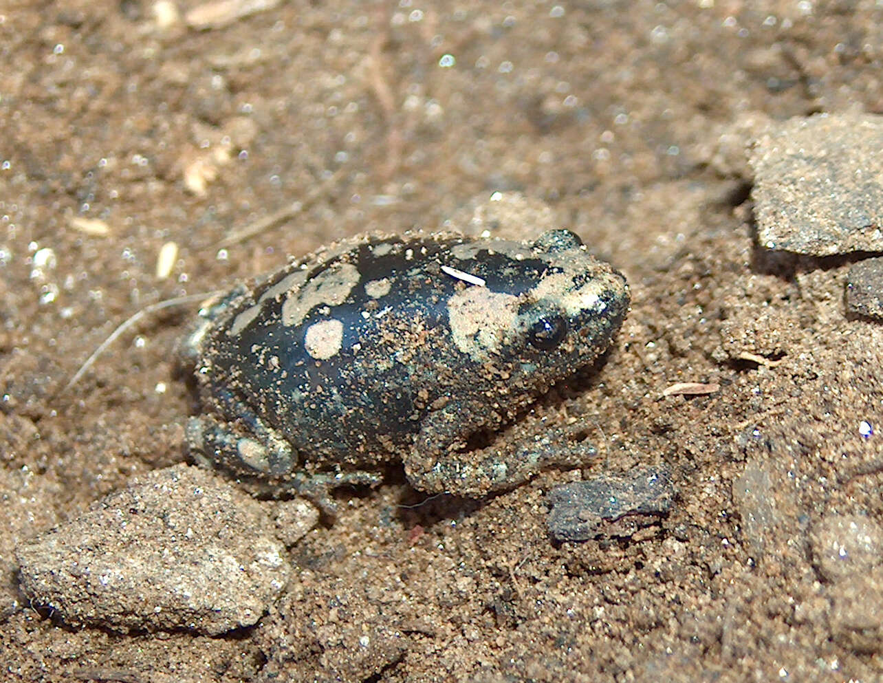 marbled rubber frog - Encyclopedia of Life