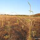 Image of Reseda suffruticosa Loefl.