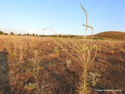 Image of Reseda suffruticosa Loefl.