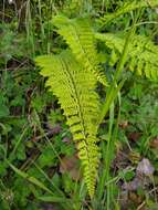 Image of royal lipfern