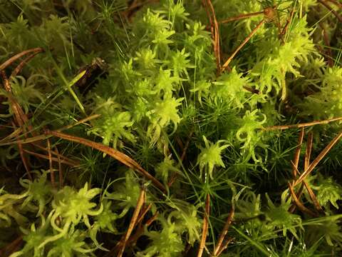 Image of water sphagnum