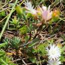 صورة Lampranthus deflexus (Ait.) N. E. Br.