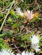 Image of Lampranthus deflexus (Ait.) N. E. Br.