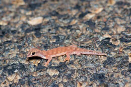 Image of Beaked Gecko