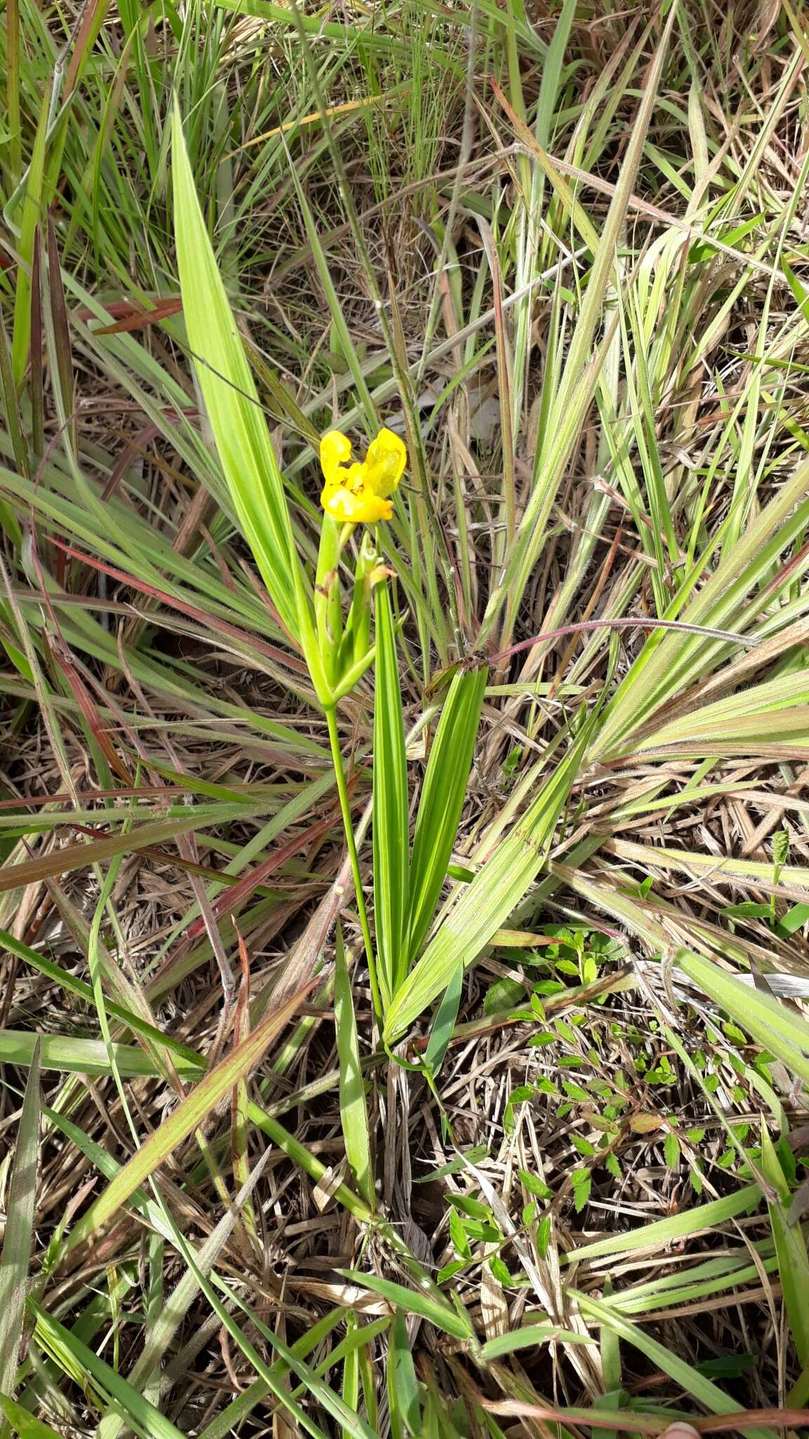 Imagem de Cipura xanthomelas Maxim. ex Klatt