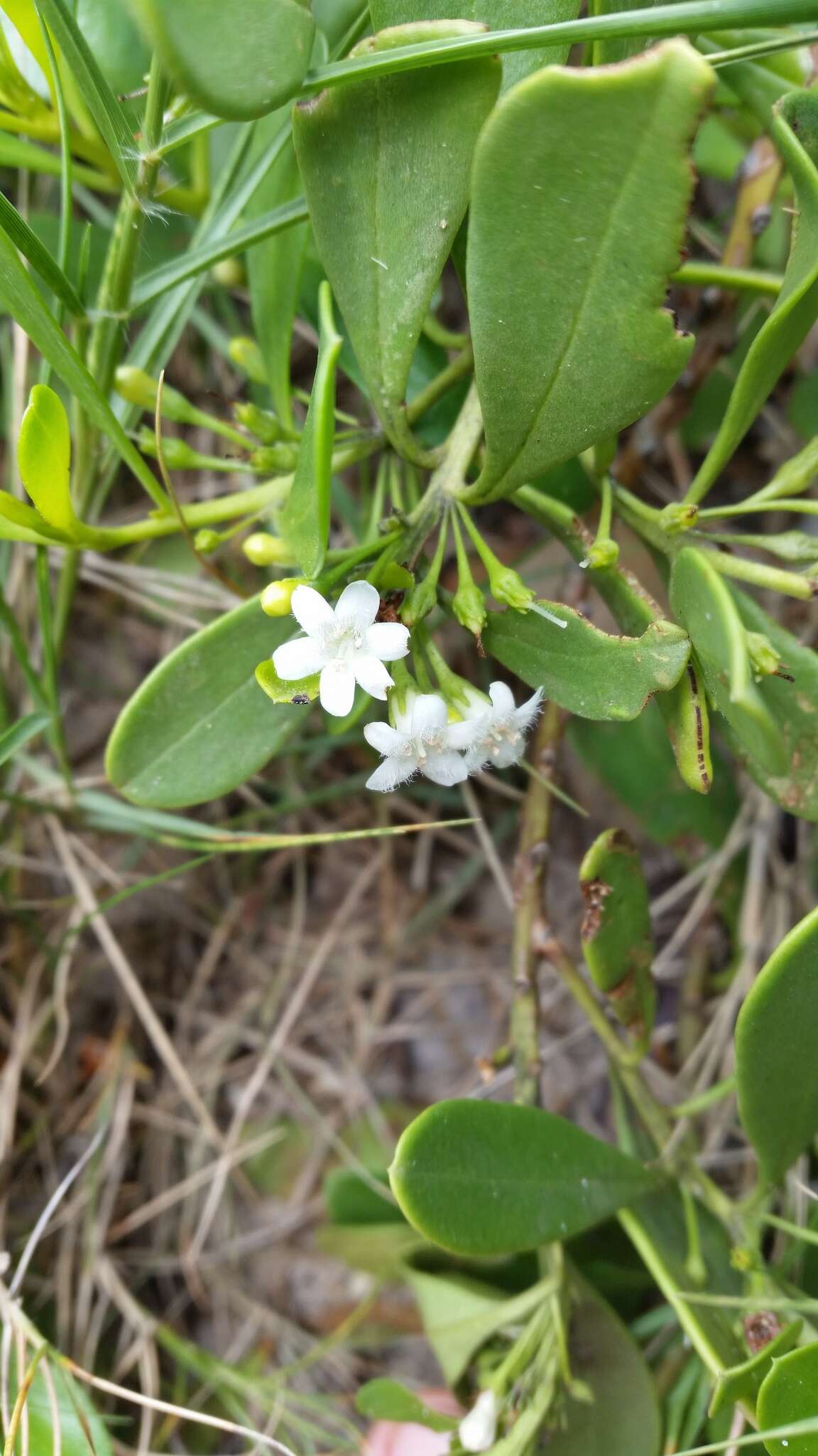 Myoporum boninense subsp. australe R. J. Chinnock resmi