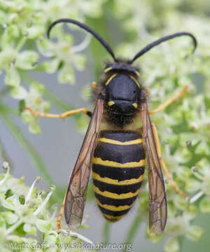 Image of Northern Aerial Yellowjacket