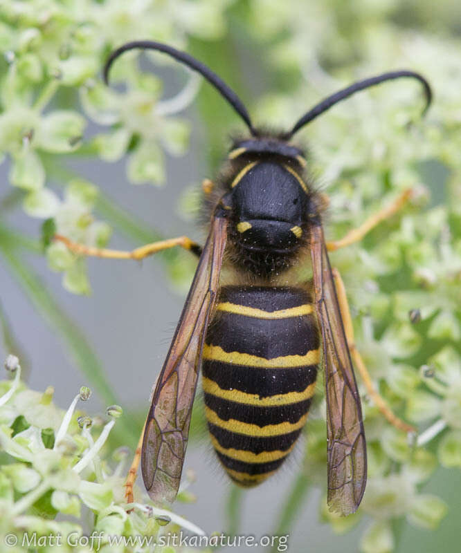 Image de Dolichovespula norvegicoides (Sladen 1918)