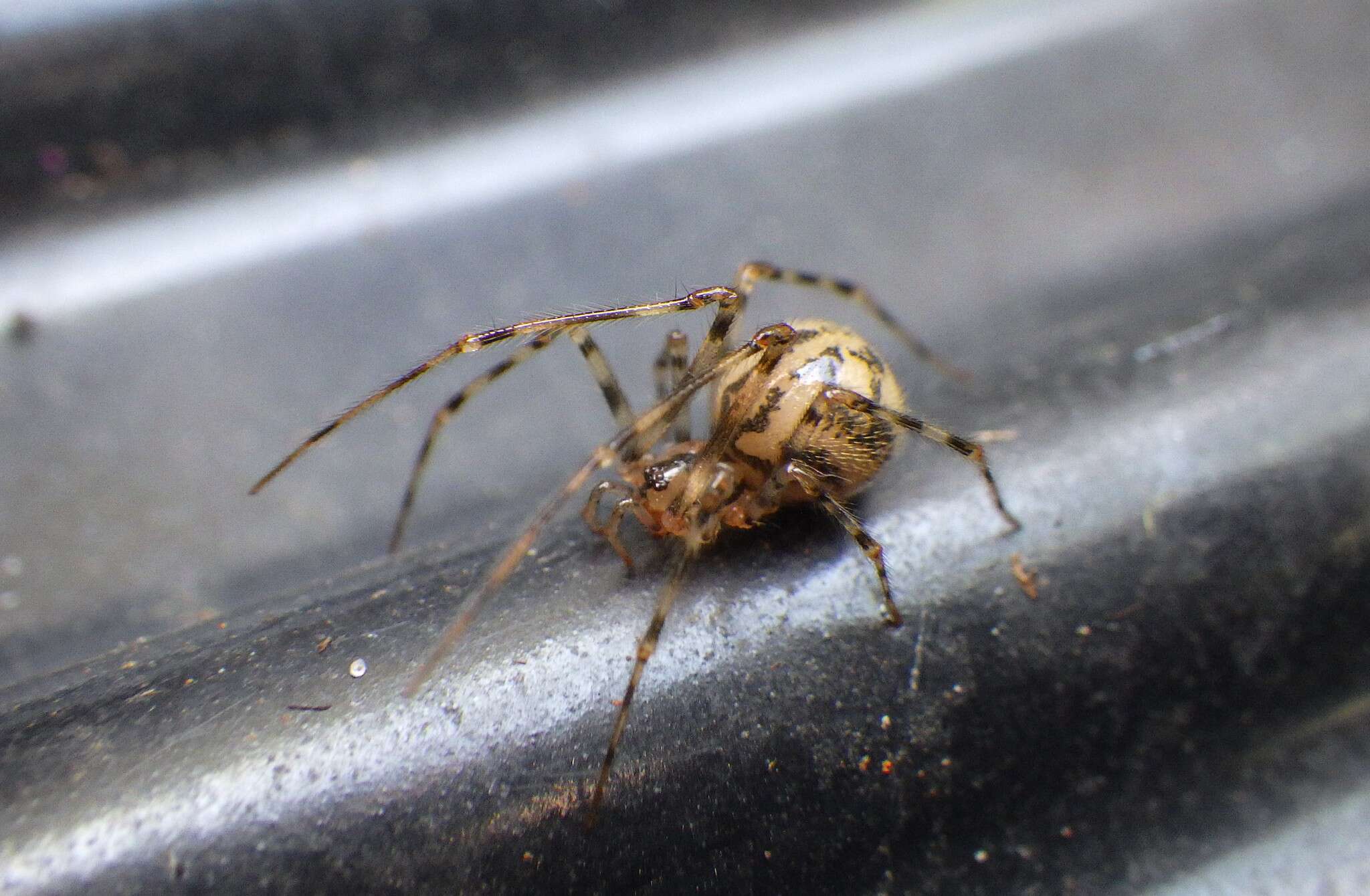 Image of cave cobweb spiders