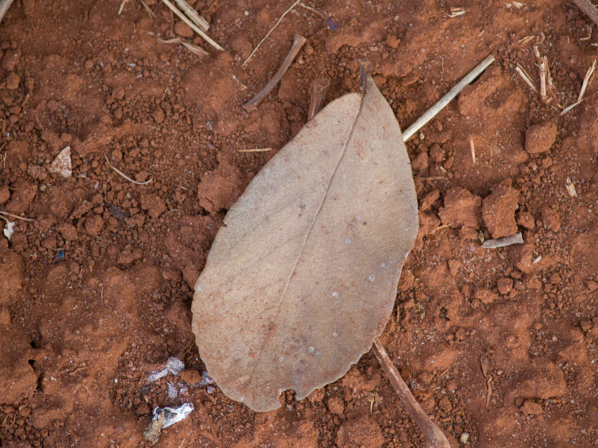 Image of Handroanthus ochraceus subsp. ochraceus