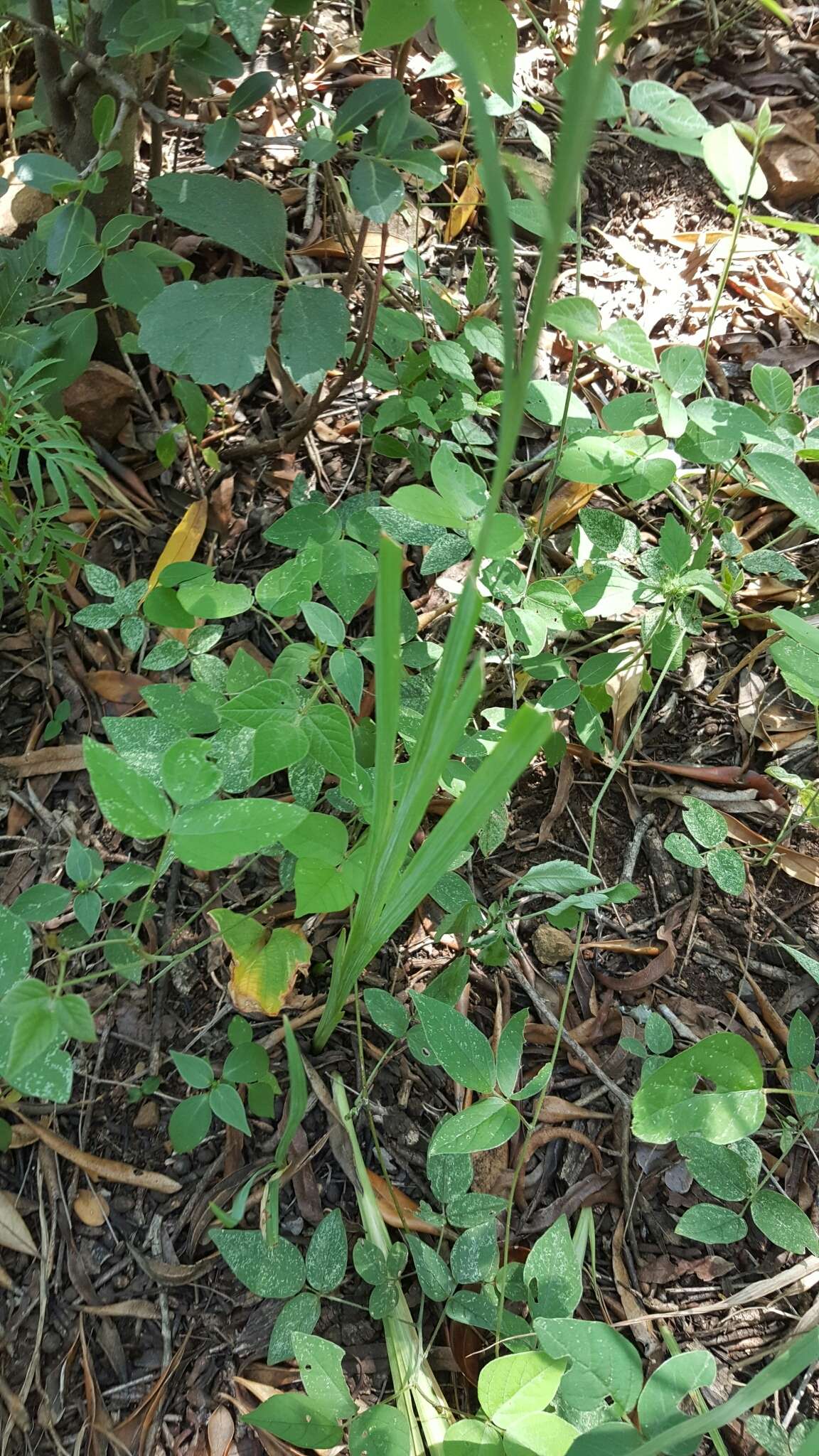 Image of Freesia grandiflora (Baker) Klatt