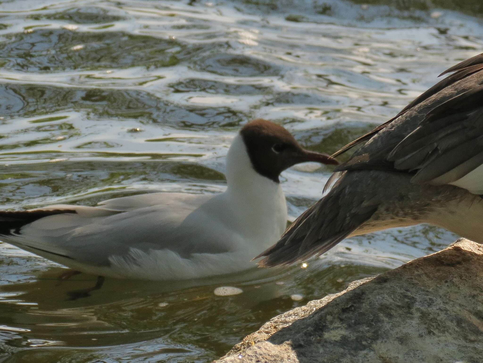 Image of Black-headed Gull