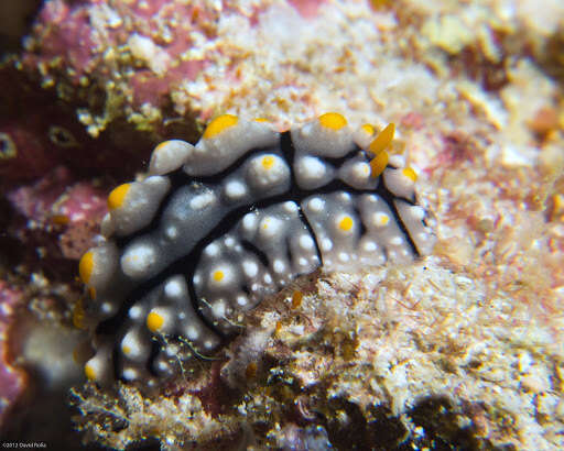 Image of Lumpy black grey orange slug