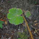 Image of Begonia parcifolia C. DC.