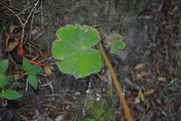 Image of Begonia parcifolia C. DC.