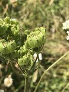 صورة Heracleum sphondylium subsp. sphondylium