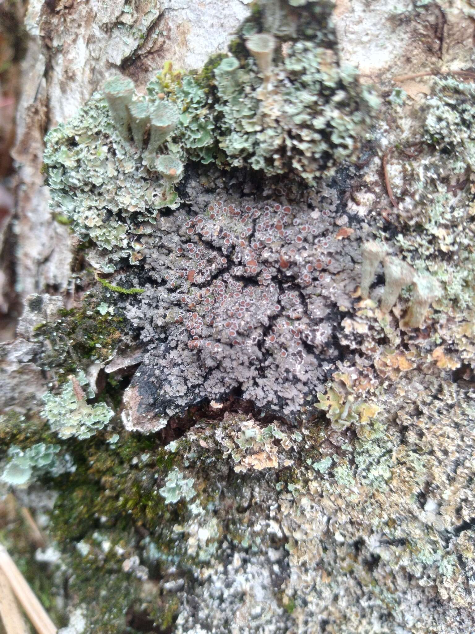 Image of Rimmed shingle lichen