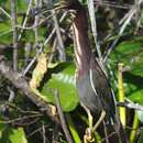 Imagem de Butorides virescens virescens (Linnaeus 1758)