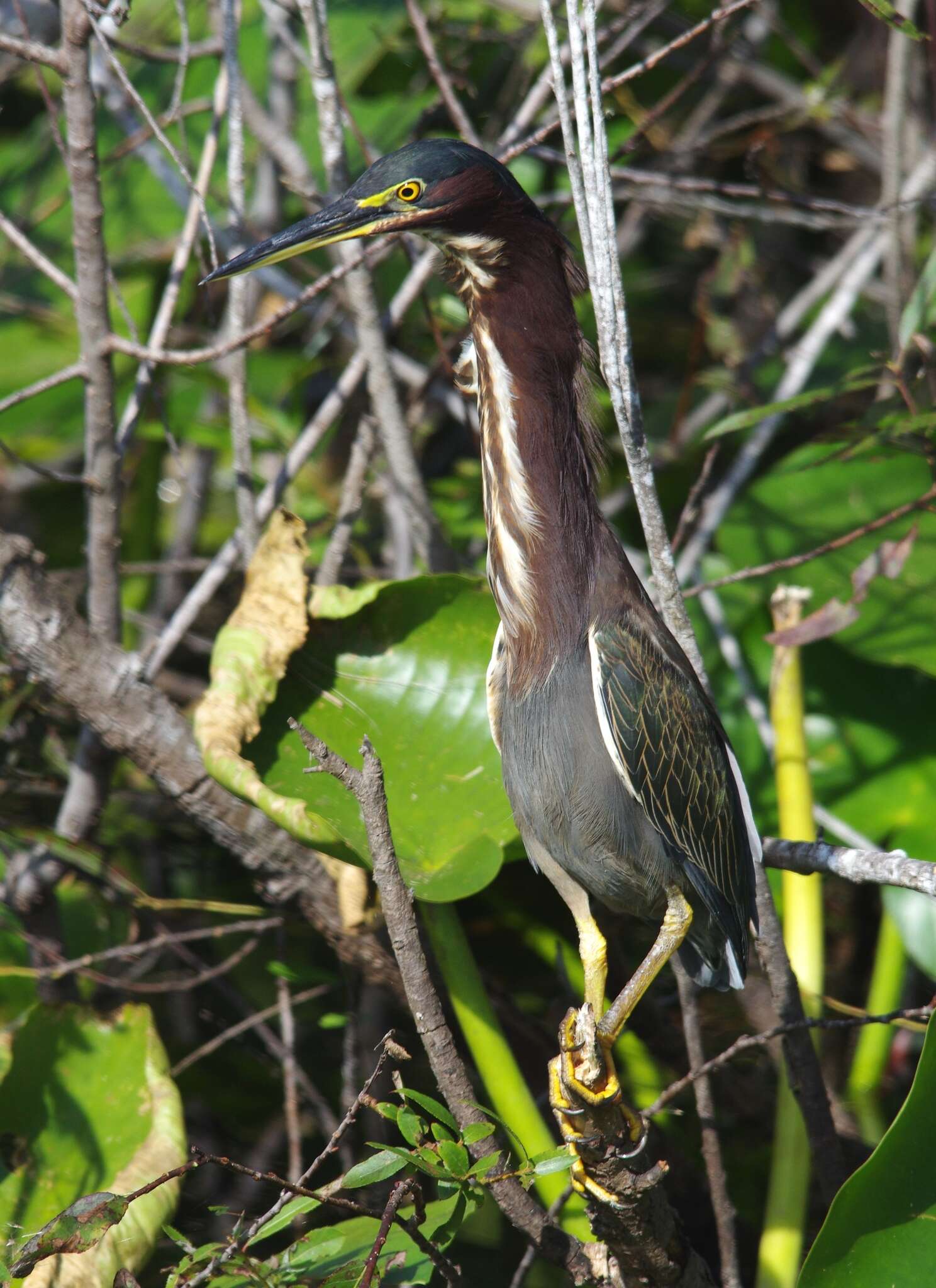 Butorides virescens virescens (Linnaeus 1758) resmi