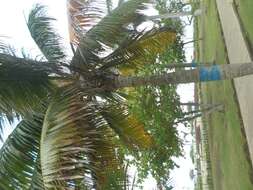 Image of coconut palm