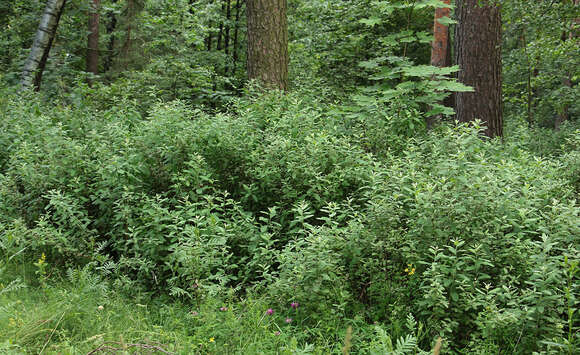 Image of <i>Spiraea</i> × <i>pallidiflora</i> Zabel