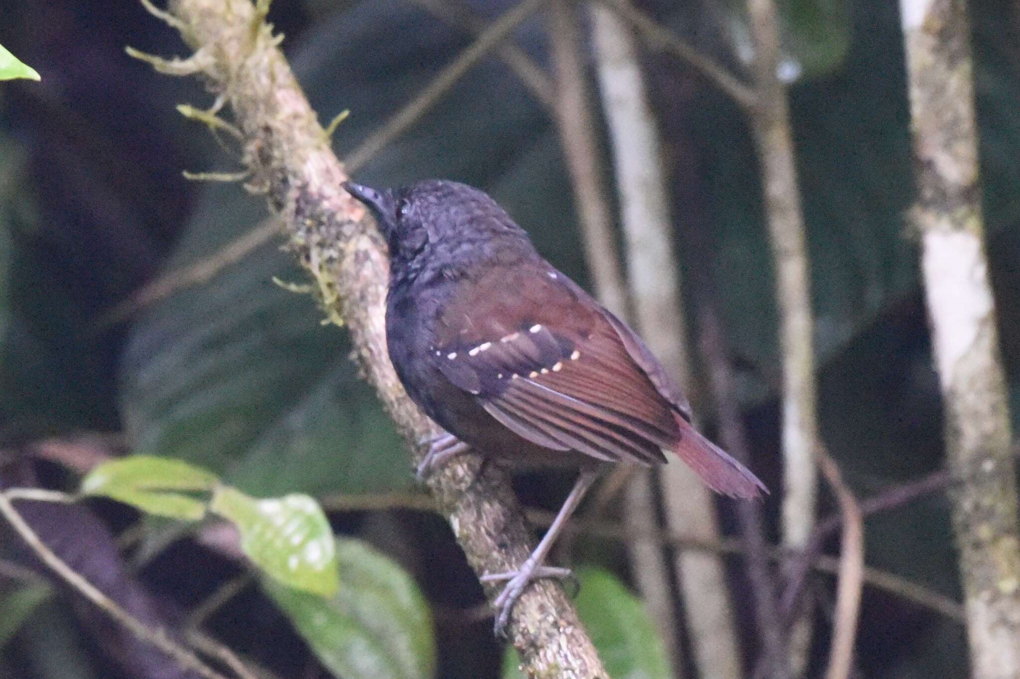 Image of Northern Chestnut-tailed Antbird