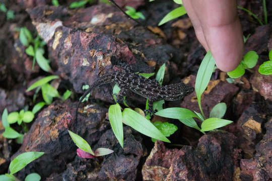 Image de Hemidactylus varadgirii Chaitanya, Agarwal, Lajmi & Khandekar 2019