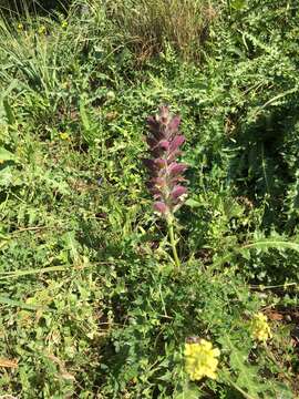 Image of Acanthus syriacus Boiss.