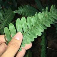 Imagem de Pteris amoena Bl.