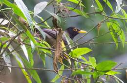 Image of Black-hooded Thrush