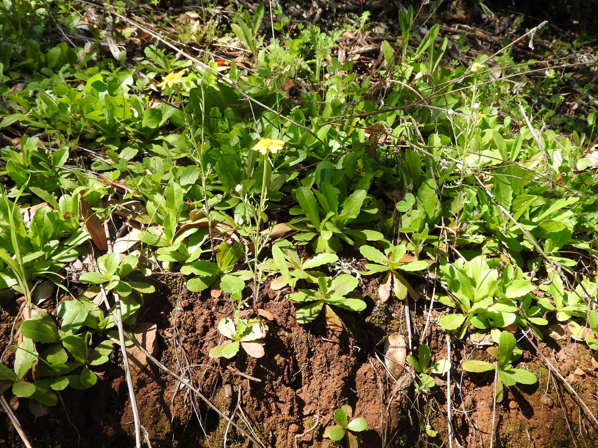 Sivun Pseudobahia heermannii (Durand) Rydb. kuva