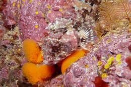 Image of New Zealand Scaly-headed Triplefin