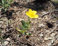 Image of Helianthemum nummularium subsp. grandiflorum (Scop.) Schinz & Thell.