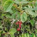 Слика од Begonia umbellata Kunth