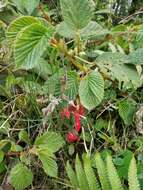 Image of Begonia umbellata Kunth