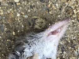 Image of Asian Lesser White-toothed Shrew