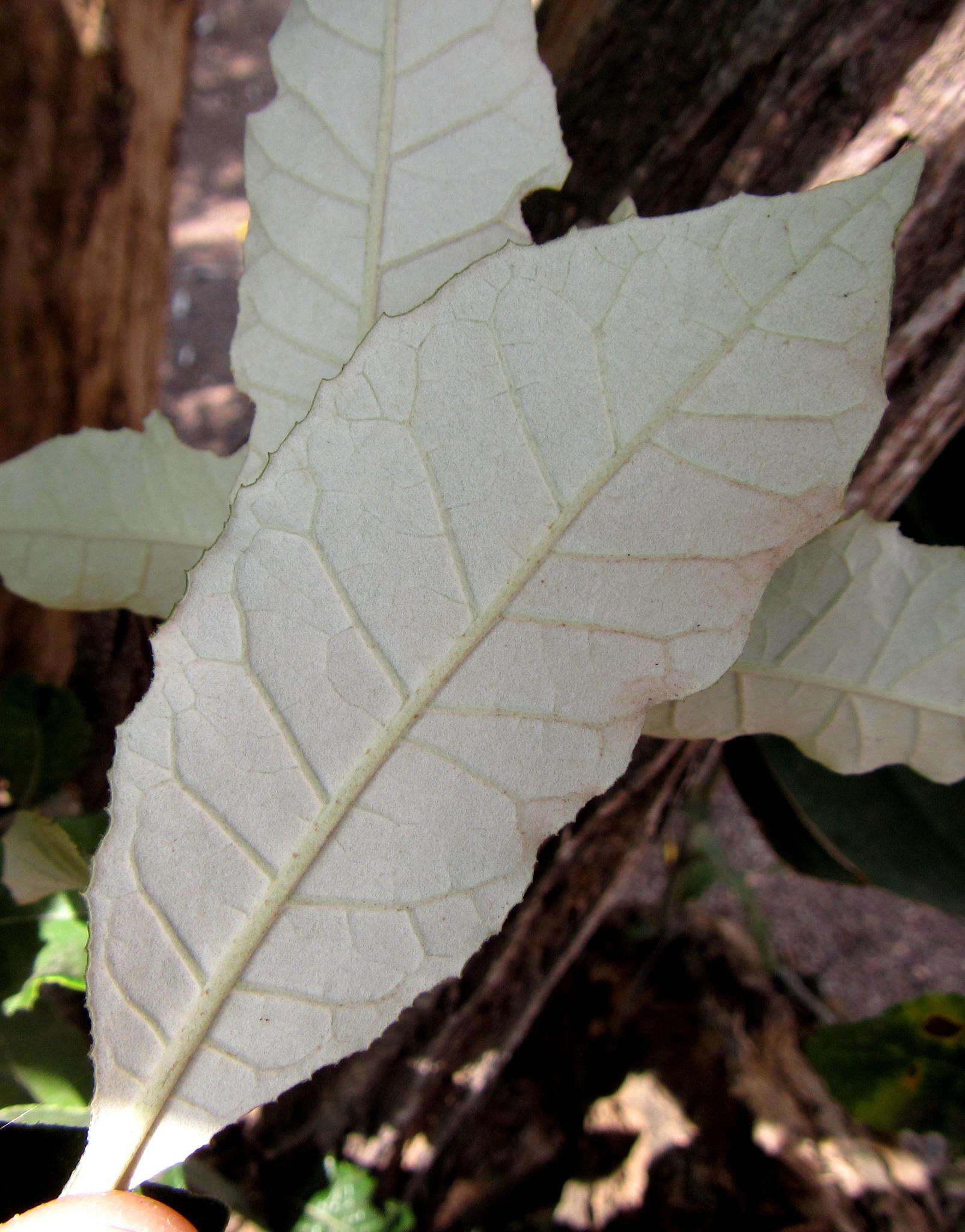 Image of Coastal silver oak