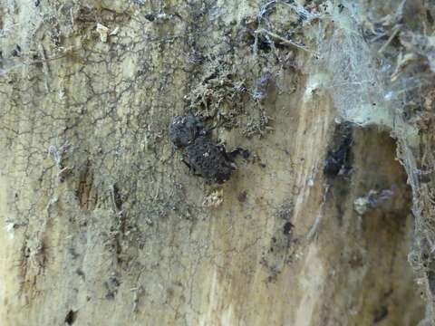 Image of Eastern Ironclad Beetle