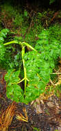 Image of Angelica lignescens