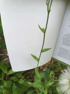 Image of Philadelphia fleabane