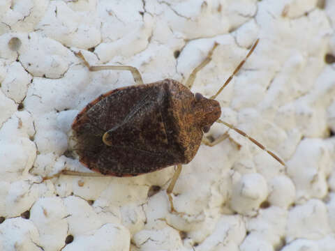 Imagem de Dryadocoris apicalis