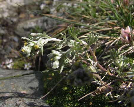 Image of Alpine Wormwood