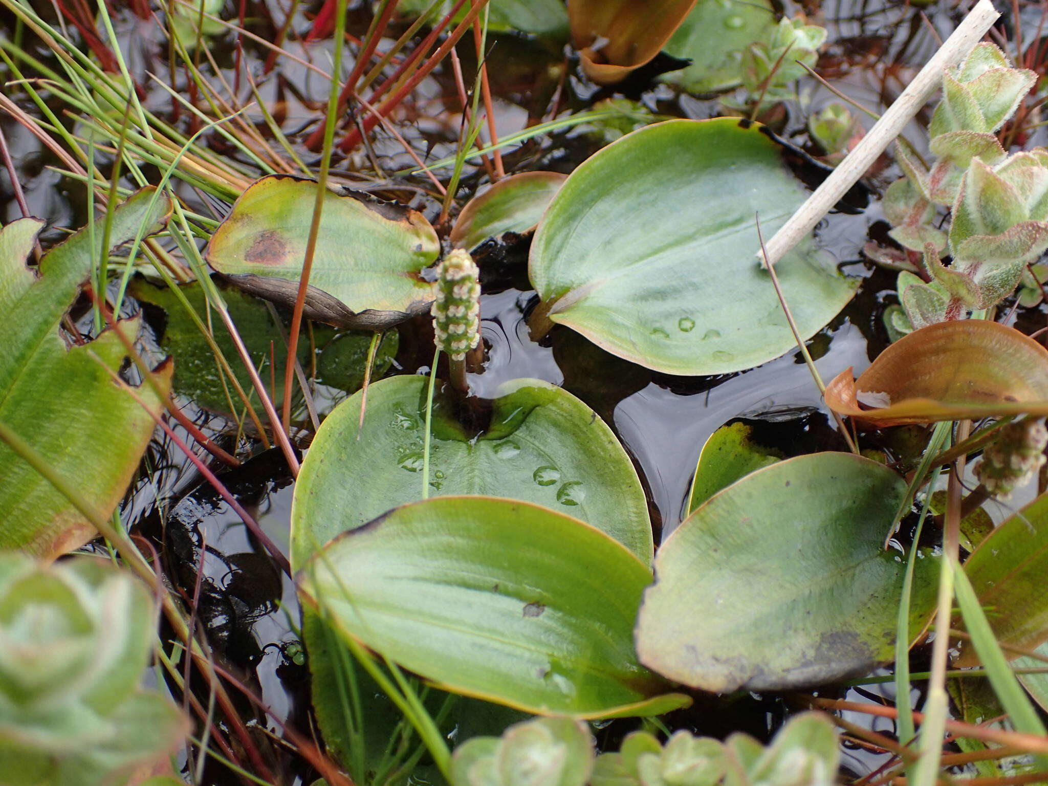 Image of Bog Pondweed