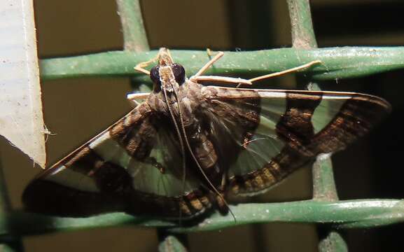 Glyphodes bitriangulalis Gaede 1917 resmi